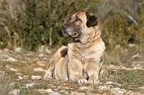 KANGAL 018